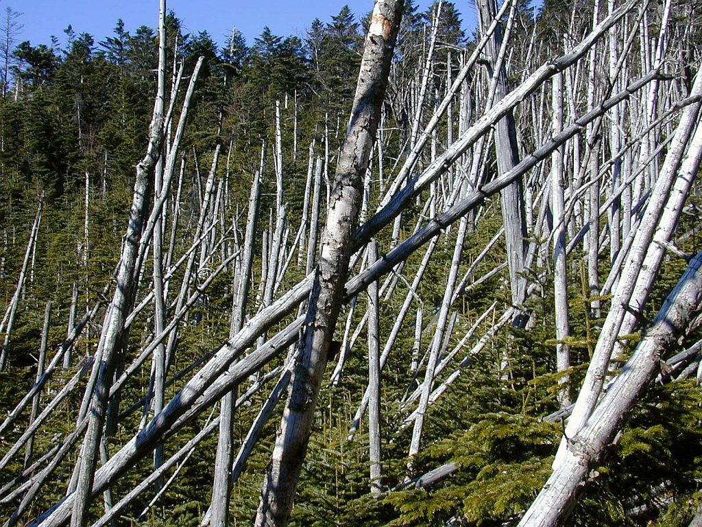 Abies-Shimagare Forest