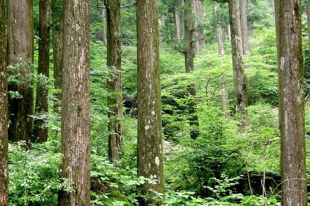 Cryptomeria japonica Plantation Forest