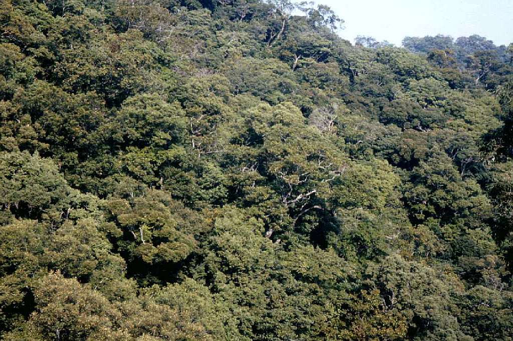 Quercus gilva Forest