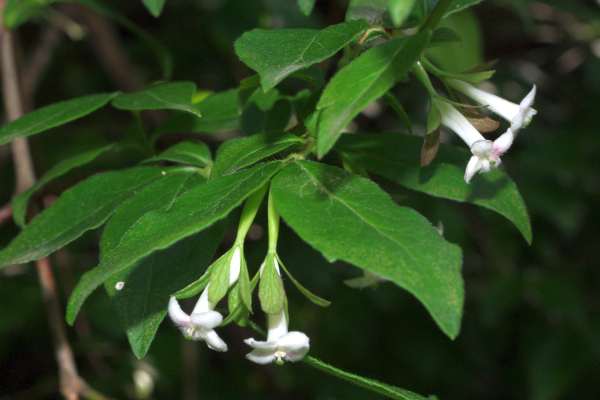 イワツクバネウツギ