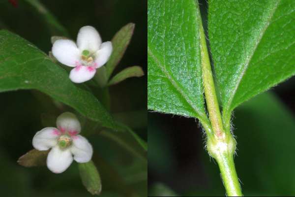イワツクバネウツギ