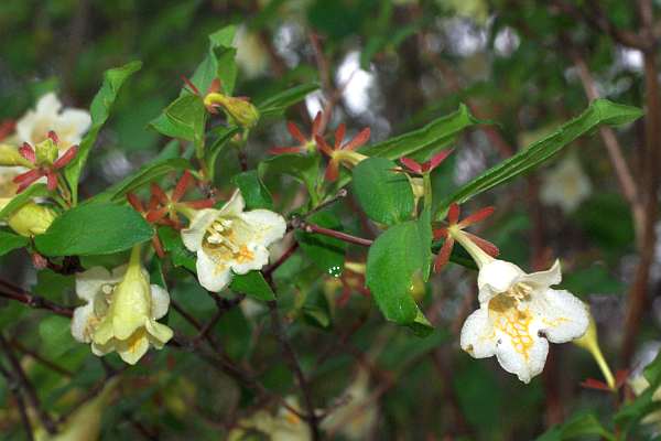 ツクバネウツギ