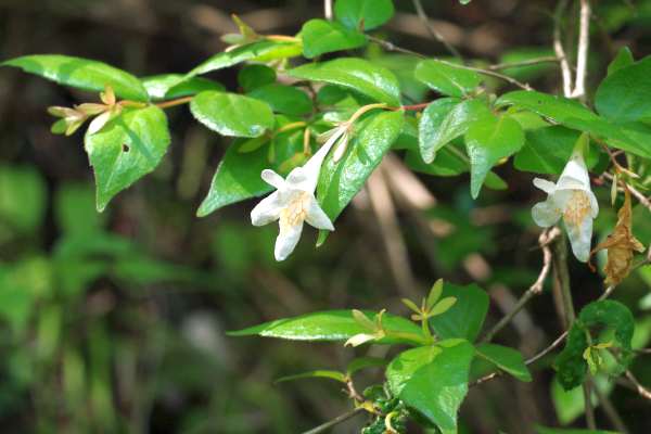 オオツクバネウツギ