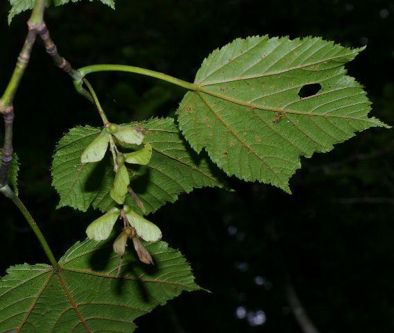 ウリハダカエデ