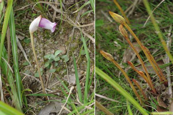 ナンバンギセル