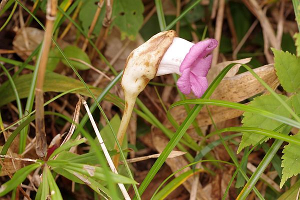 オオナンバンギセル