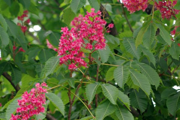 ベニバナトチノキ