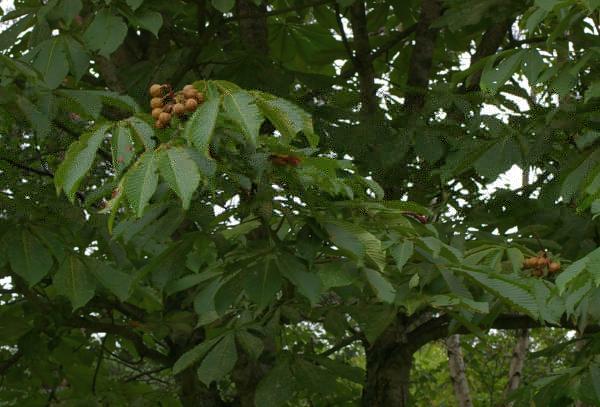 トチノキの果実
