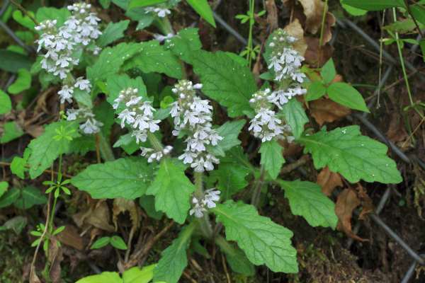 ジュウニヒトエ