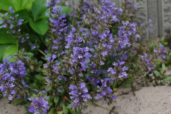 セイヨウキランソウ