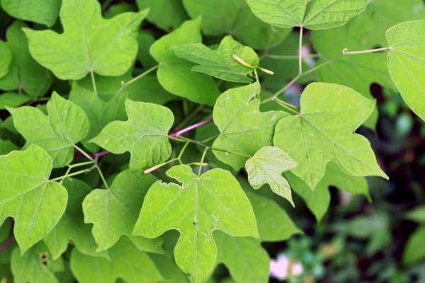 モミジウリノキ