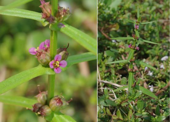 ホソバヒメミソハギ