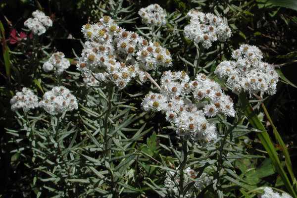 ホソバノヤマハハコ