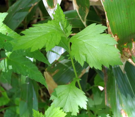 ヒロハヤマヨモギ