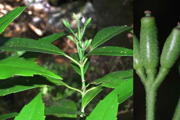 ヒメアオキの若い果実