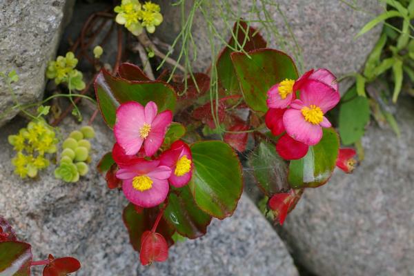 シキザキベゴニア