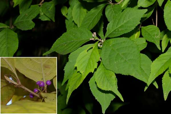 ムラサキシキブ