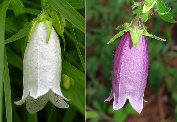 ホタルブクロとヤマホタルブクロ