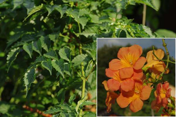 ノウゼンカズラ