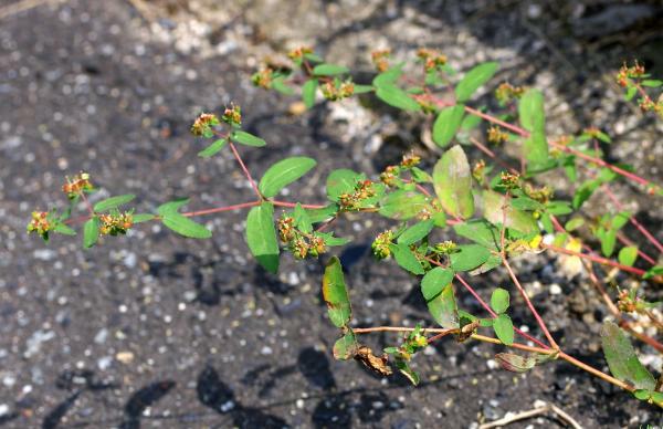 オオニシキソウ