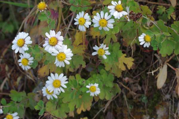 リュウノウギク