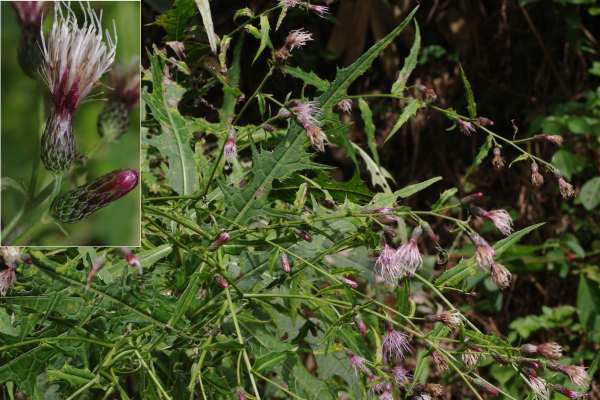 ゲイホクアザミ