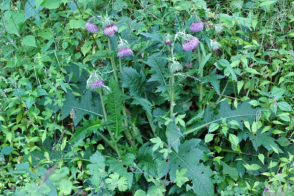 サンベサワアザミ