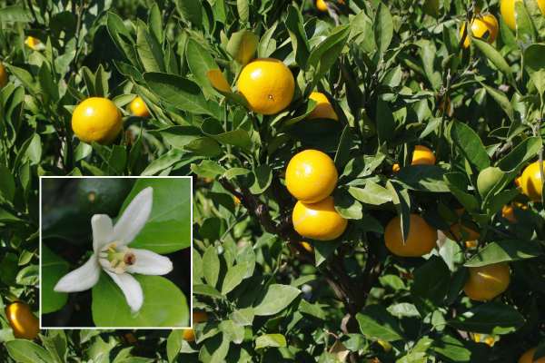 ウンシュウミカン