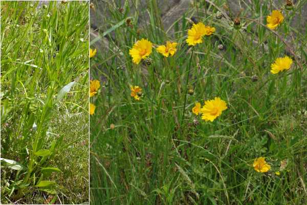 オオキンケイギク