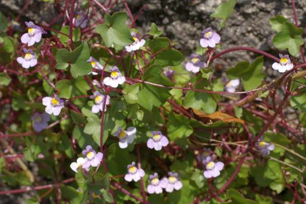 ツタバウンラン