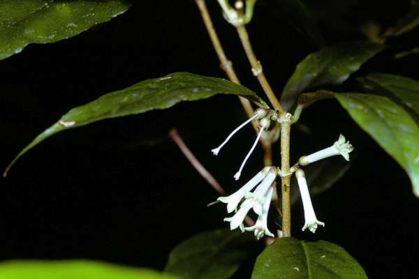 ナガバジュズネノキ