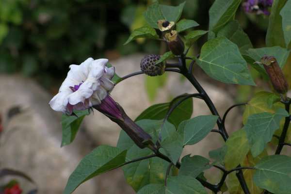 チョウセンアサガオ