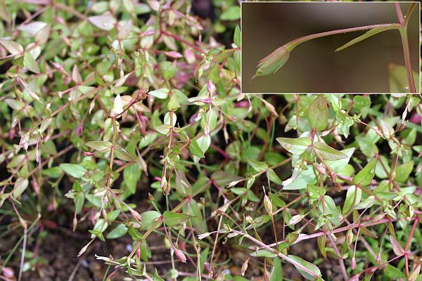 マルバノサワトウガラシ