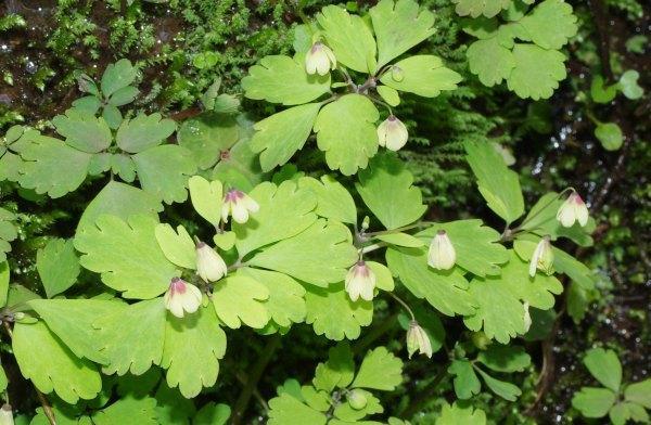 サンインシロカネソウ