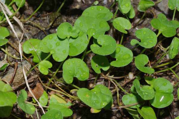 カロリナアオイゴケ