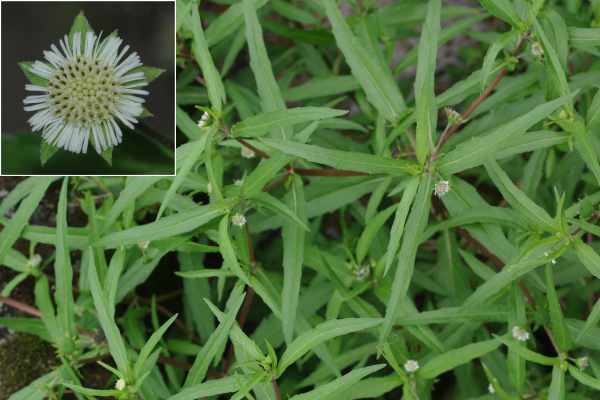 アメリカタカサブロウ