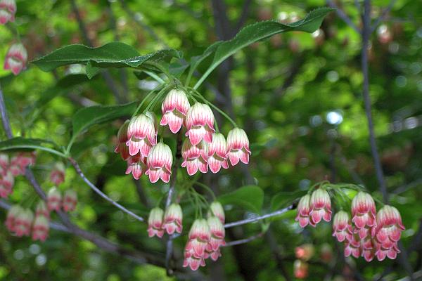 サラサドウダン