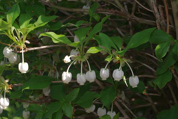 ドウダンツツジ