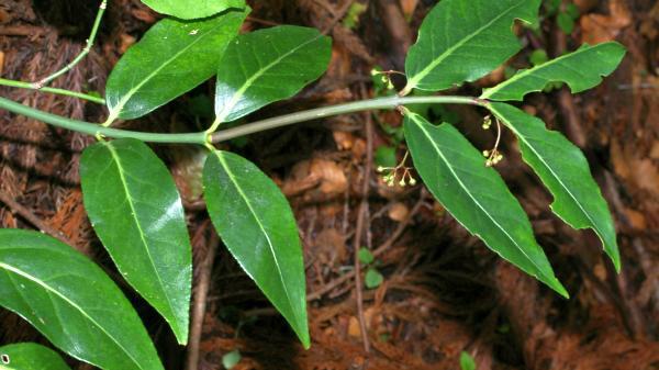 ムラサキマユミ