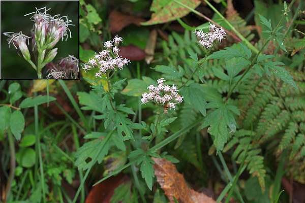 サケバヒヨドリ