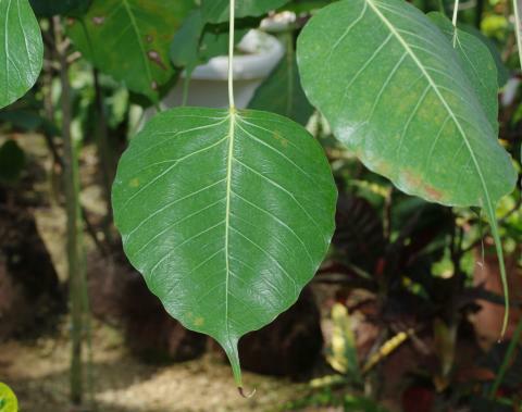 インドボダイジュの葉