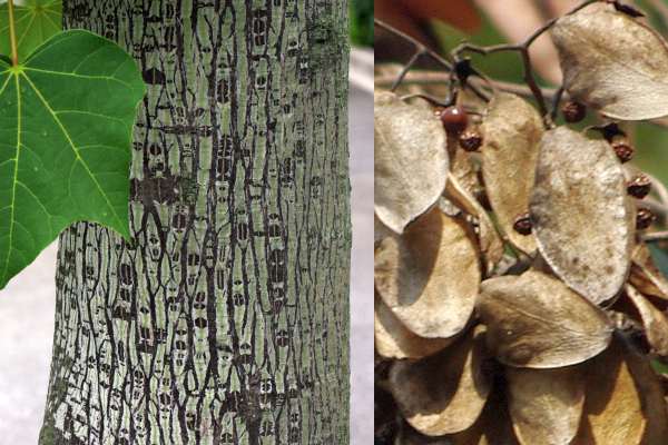 アオギリ樹皮と果実