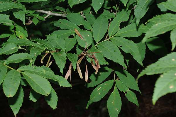 コバノトネリコ