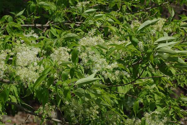ヤマトアオダモ