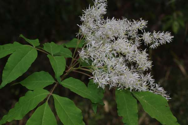 マルバアオダモ