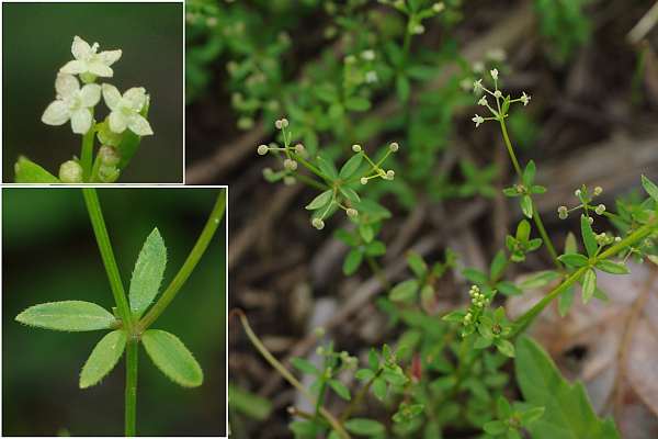 ヒメヨツバムグラ