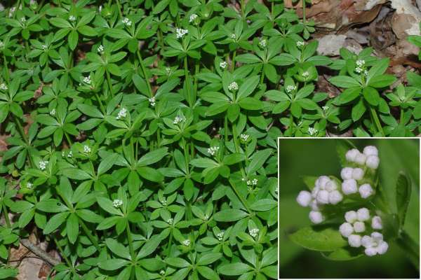 オククルマムグラ