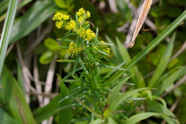 キバナカワラマツバ