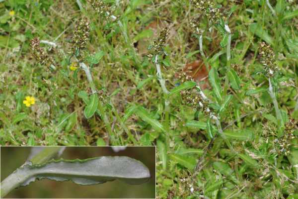 ウラジロチチコグサ