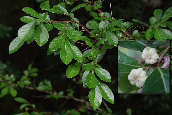 カンコノキ果実